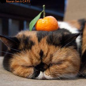 Cat & Orange