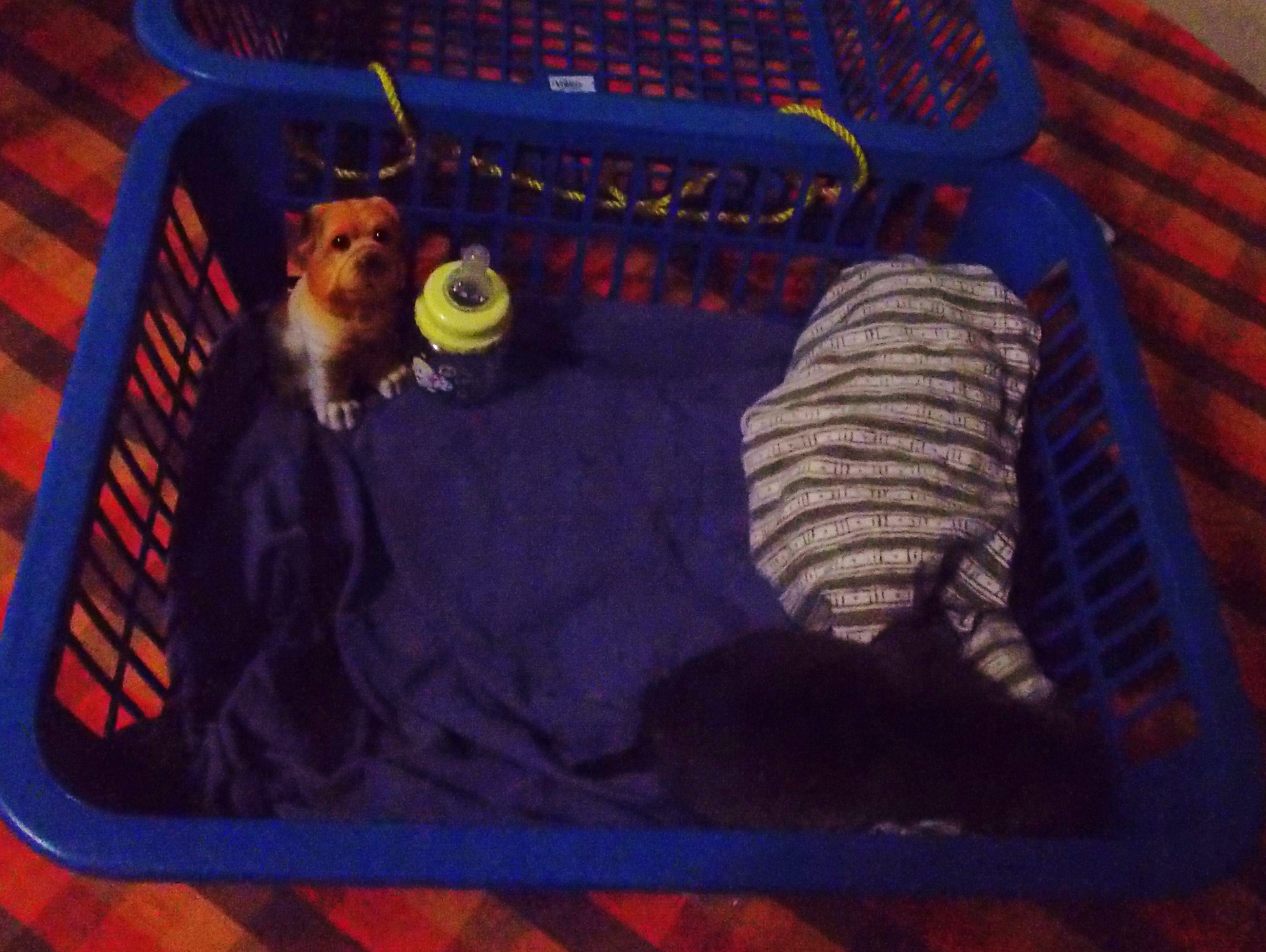 DAY TWO: Nudin Sen, in his new (temporary) bed basket (9th January 2016)